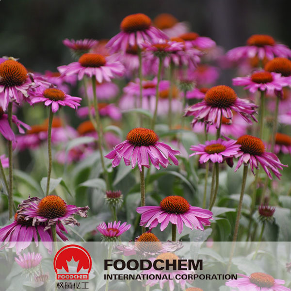 Echinacea Purpurea Extract